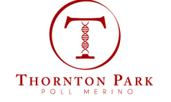 Thornton Park - Poll Merino